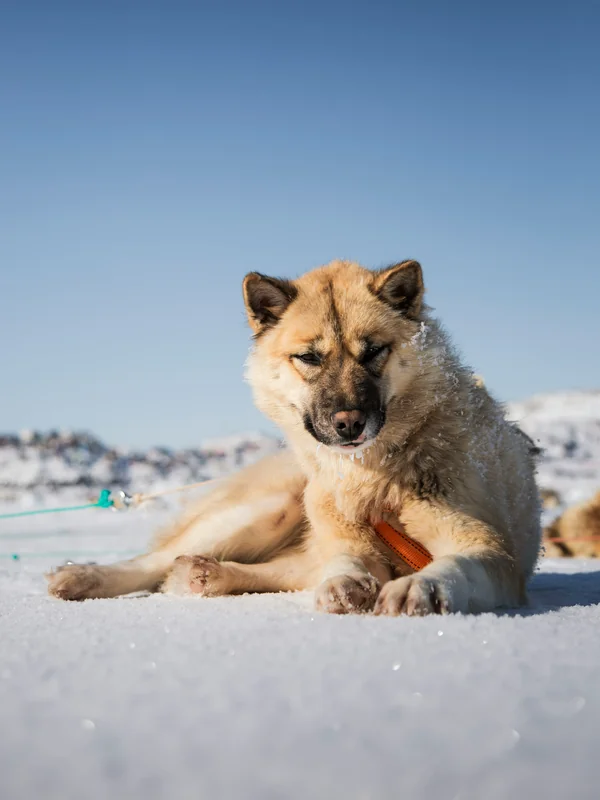 Sled dogs pulling across snowy terrain