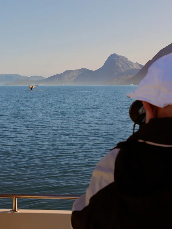 Humpback whale breaching off the Greenlandic coast